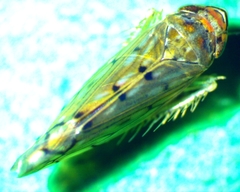 Osbornellus auronitens