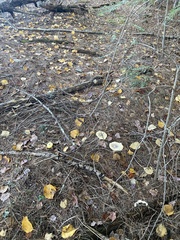 Tricholoma davisiae