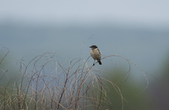 Saxicola stejnegeri