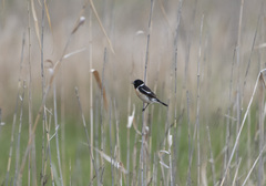 Saxicola stejnegeri