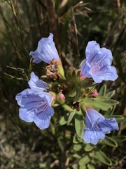 Lobostemon marlothii