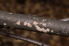 Cylindrobasidium laeve