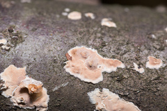 Cylindrobasidium laeve