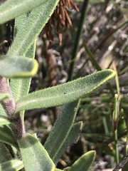 Lobostemon marlothii