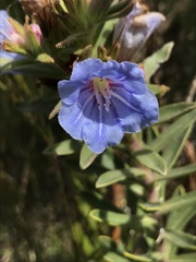 Lobostemon marlothii