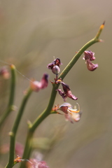Daviesia brevifolia