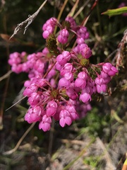 Erica cubica