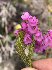 Erica cubica