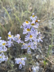 Schizanthus hookeri