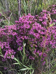 Erica cubica