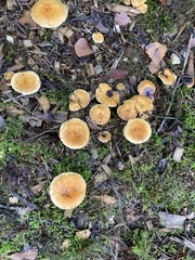 Cystoderma aureum