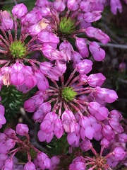Erica cubica
