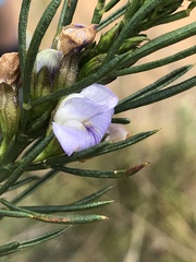 Psoralea sordida