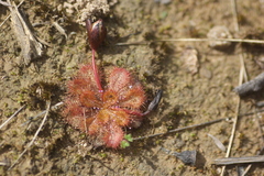 Drosera whittakeri