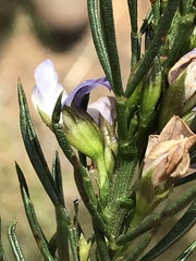 Psoralea sordida