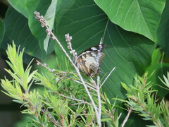 Charaxes sempronius