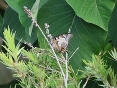 Charaxes sempronius