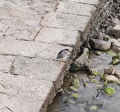 Nycticorax nycticorax