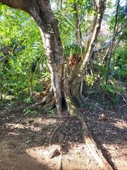 Ficus trigonata