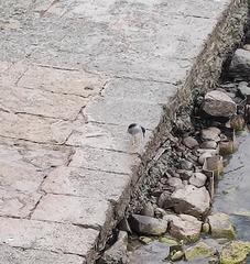 Nycticorax nycticorax