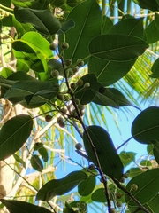 Ficus trigonata