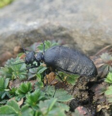 Meloe rugosus