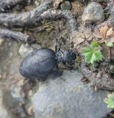 Meloe rugosus
