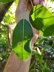 Ficus trigonata