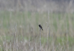 Saxicola stejnegeri