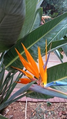 Strelitzia