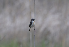 Saxicola stejnegeri