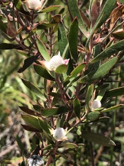 Leucadendron conicum
