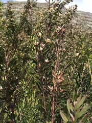 Leucadendron conicum