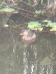 Tachybaptus ruficollis