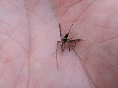 Aedes vigilax