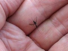 Aedes vigilax