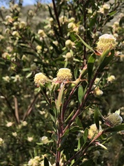 Leucadendron conicum