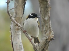 Melithreptus albogularis