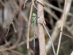 Coryphaeschna ingens