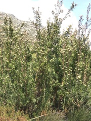 Leucadendron conicum