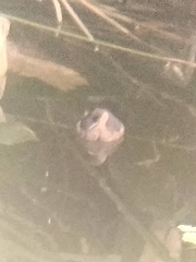 Tachybaptus ruficollis