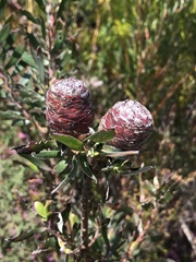 Leucadendron conicum