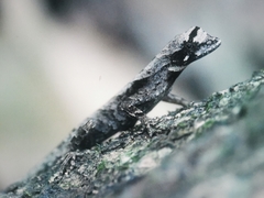 Anolis brasiliensis