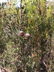 Leucadendron conicum