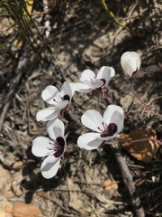 Pelargonium tricolor