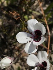 Pelargonium tricolor