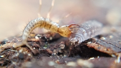 Staphylinini