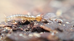 Staphylinini