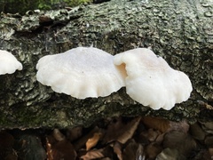 Tyromyces