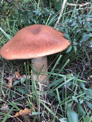 Leccinum